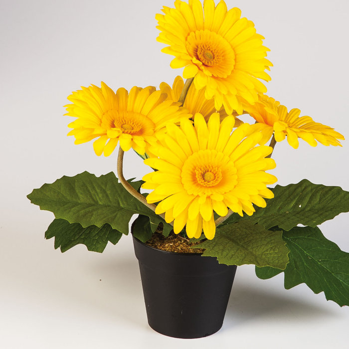 Winston Porter 11" Potted Daisy Plant Wayfair